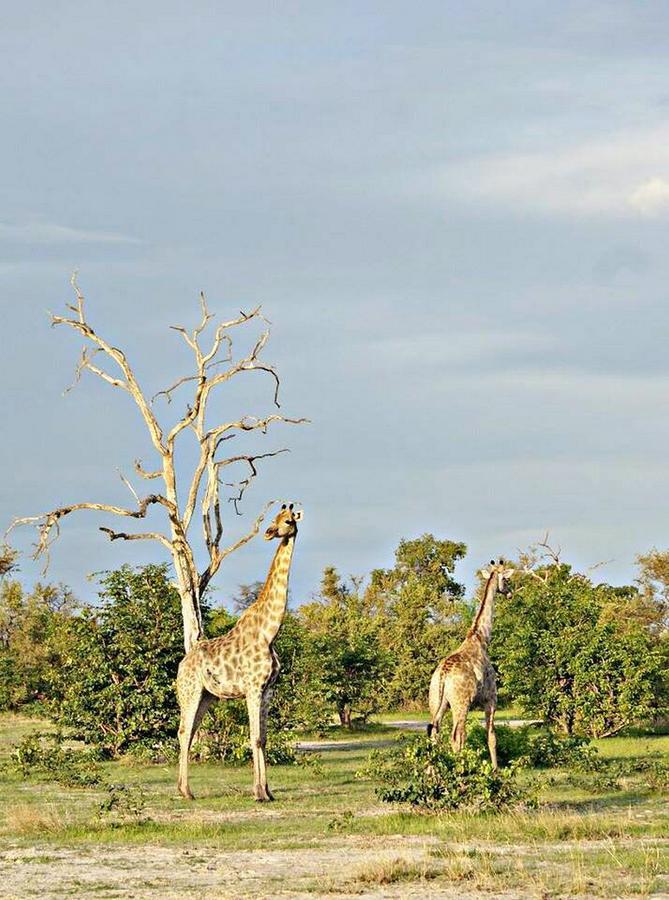 Kwalape Safari Lodge Kasane Buitenkant foto