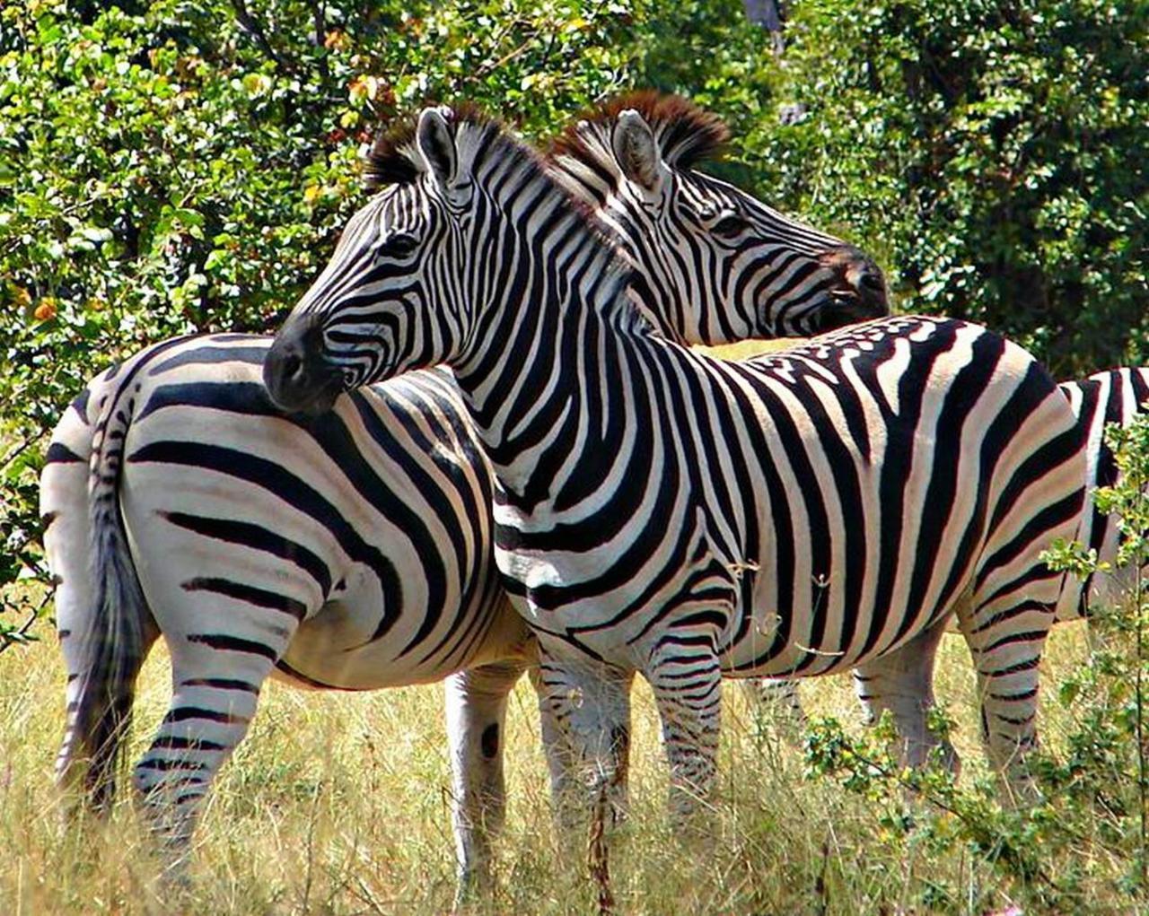 Kwalape Safari Lodge Kasane Buitenkant foto