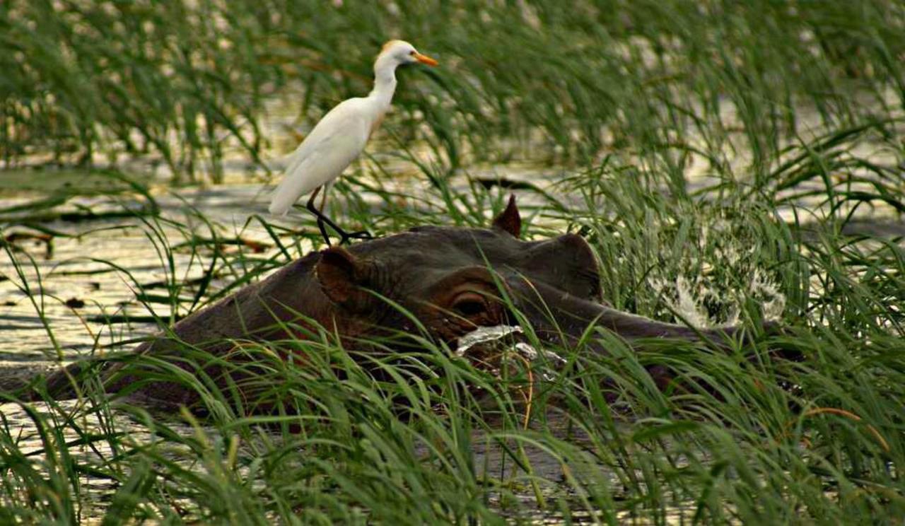 Kwalape Safari Lodge Kasane Buitenkant foto